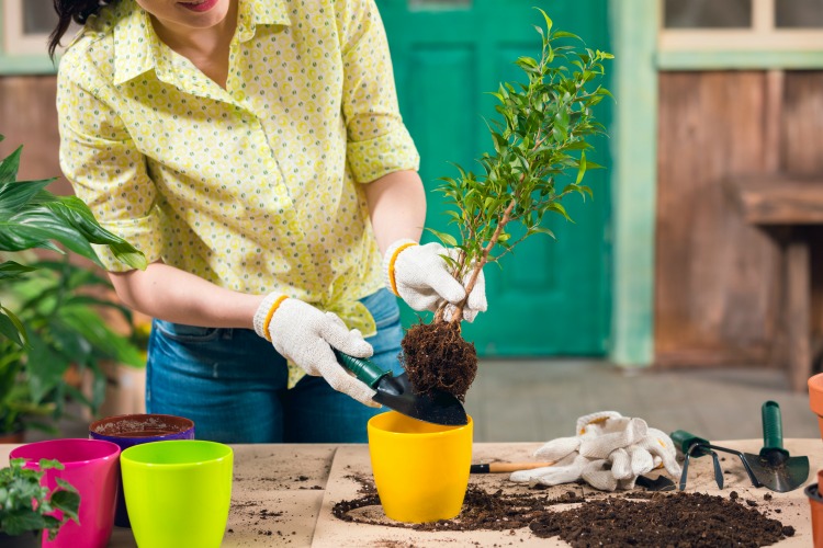 cropped view of woman transplanting plant in new flowerpot on porch